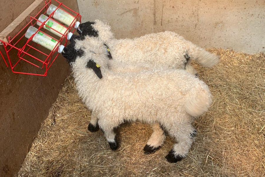 Valais Blacknose Wether Lambs looking for new Postcodes, Bred off my show winning stock