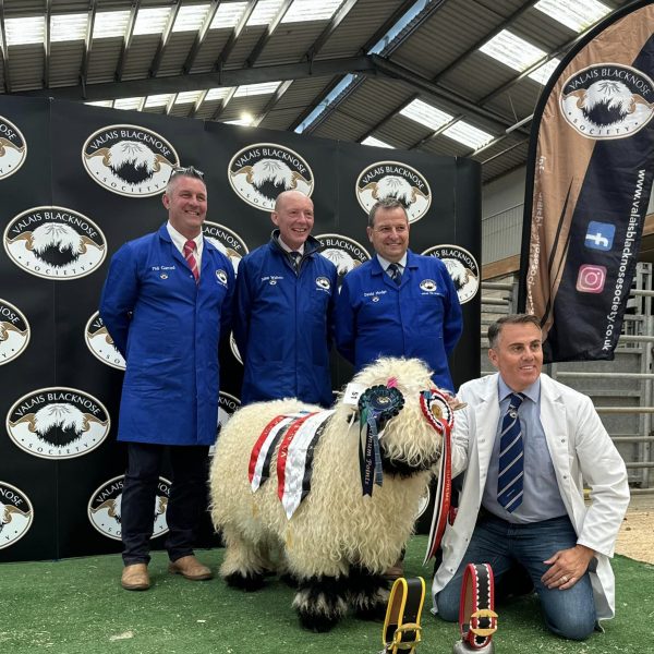 Absolutely thrilled to finish my show season receiving 4 Maximum points with my Shearling Ewes and my Ewe Lambs at the Lanark Grading and Show event.