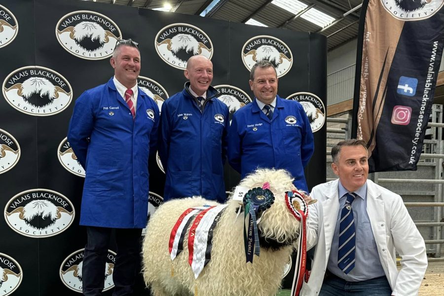 Absolutely thrilled to finish my show season receiving 4 Maximum points with my Shearling Ewes and my Ewe Lambs at the Lanark Grading and Show event.