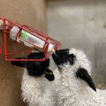Valais Blacknose Wether Lambs looking for new Postcodes, Bred off my show winning Flock