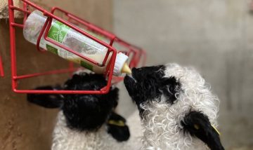 Valais Blacknose Wether Lambs looking for new Postcodes, Bred off my show winning Flock