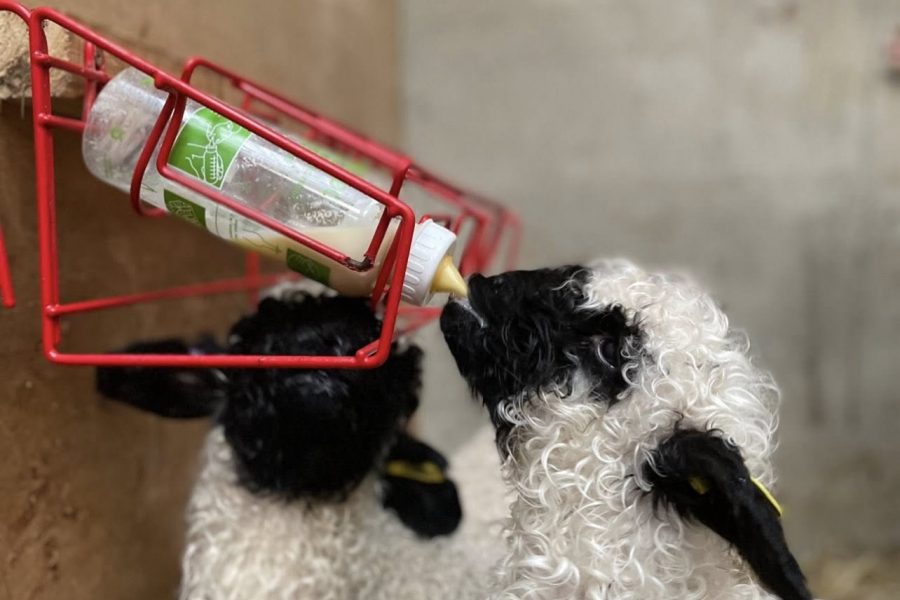 Valais Blacknose Wether Lambs looking for new Postcodes, Bred off my show winning Flock