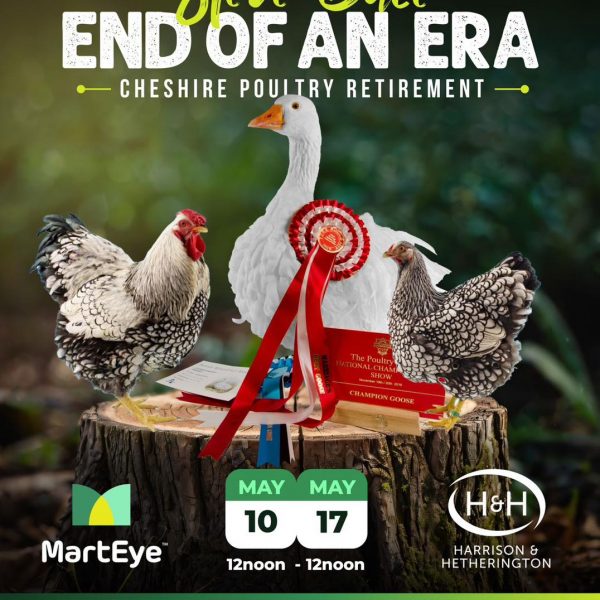 Steve Dace Retirement Sale
