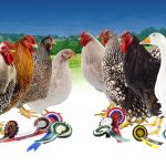 Steve Dace Retirement Sale - Cheshire Poultry