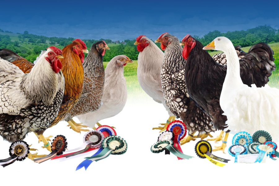 Steve Dace Retirement Sale - Cheshire Poultry