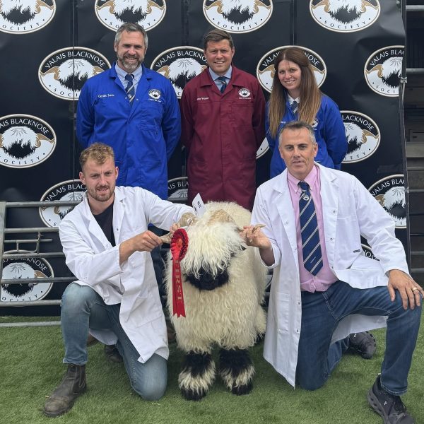 Thanks for putting on a Grading and Show at Ludlow yesterday at such short notice with the Bluetongue restrictions changing.