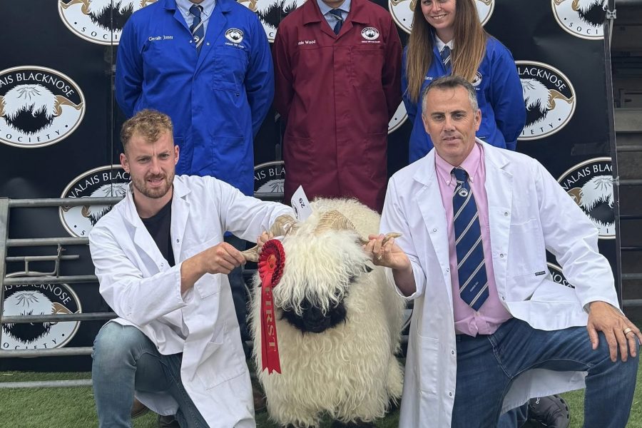 Thanks for putting on a Grading and Show at Ludlow yesterday at such short notice with the Bluetongue restrictions changing.