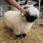 I have Rams looking for new Postcodes with some of the best bloodlines bred off many show winners.