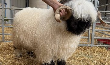 I have Rams looking for new Postcodes with some of the best bloodlines bred off many show winners.