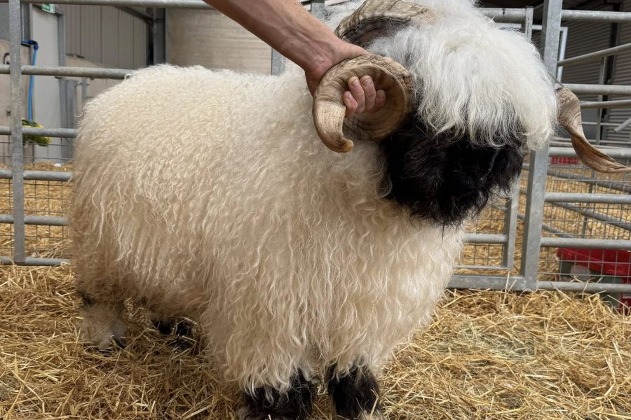 I have Rams looking for new Postcodes with some of the best bloodlines bred off many show winners.