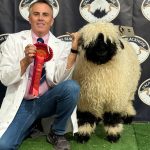 I was pleased with the results from the sheep I took from my Cheshire Flock.