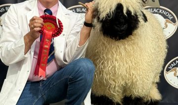 I was pleased with the results from the sheep I took from my Cheshire Flock.