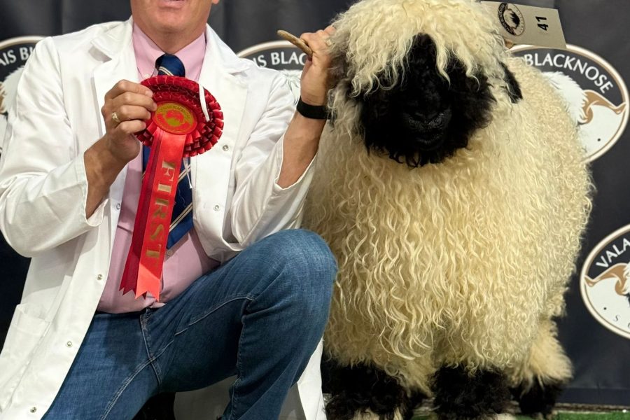 I was pleased with the results from the sheep I took from my Cheshire Flock.