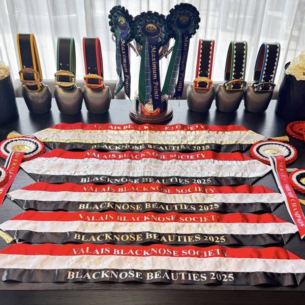 🔔🏆⭐️Blacknose Beauties 2025⭐️🏆🔔
