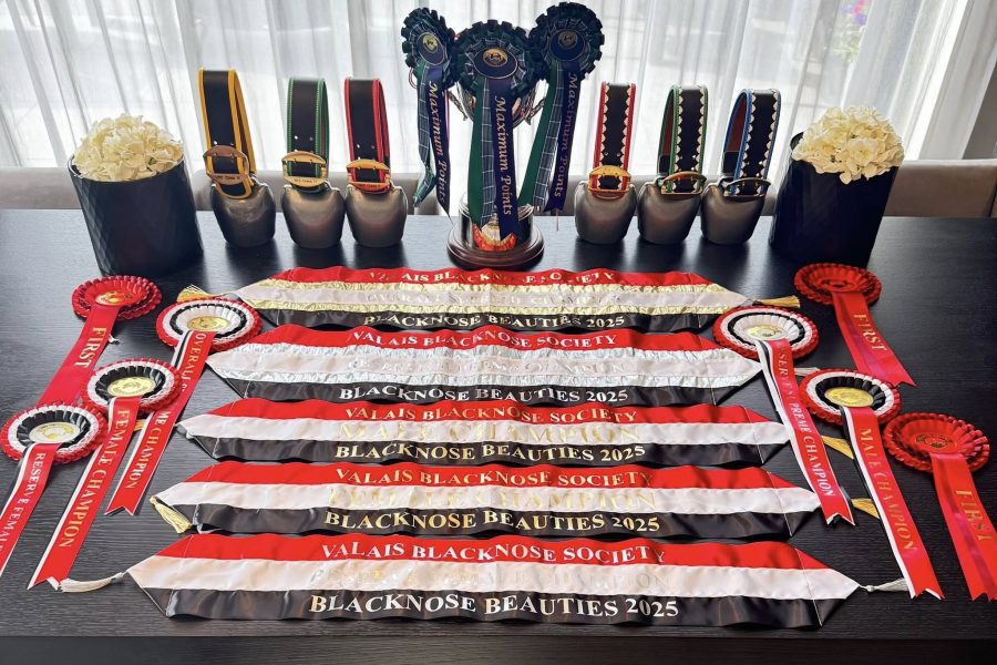 🔔🏆⭐️Blacknose Beauties 2025⭐️🏆🔔