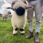 Valais Blacknose Rams looking for new homes with some of the best bloodlines bred off many show winners