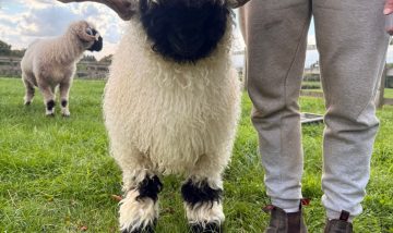 Valais Blacknose Rams looking for new homes with some of the best bloodlines bred off many show winners
