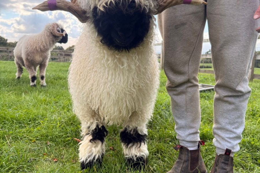 Valais Blacknose Rams looking for new homes with some of the best bloodlines bred off many show winners