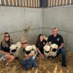 New season 5 of Clarksons Farm is out now! Featuring our Valais Blacknose ‘Cheshire sheep’s’ that we sold on episode 1 😂