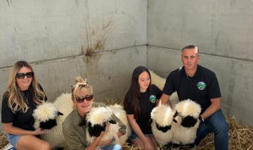 New season 5 of Clarksons Farm is out now! Featuring our Valais Blacknose ‘Cheshire sheep’s’ that we sold on episode 1 😂