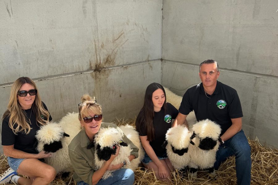 New season 5 of Clarksons Farm is out now! Featuring our Valais Blacknose ‘Cheshire sheep’s’ that we sold on episode 1 😂