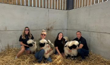 More pictures of our day at Diddly Squat Farm Shop selling Jeremy Clarkson & Lisa Hogan & Kaleb Cooper 5 of our Valais Ewe Lambs 😊👌
