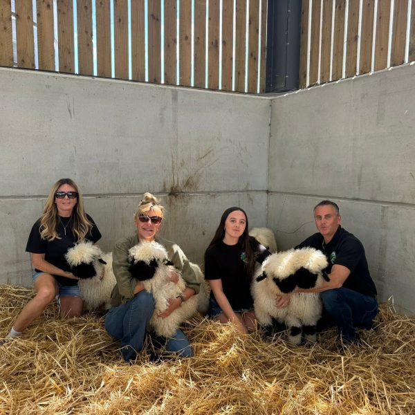 More pictures of our day at Diddly Squat Farm Shop selling Jeremy Clarkson & Lisa Hogan & Kaleb Cooper 5 of our Valais Ewe Lambs 😊👌