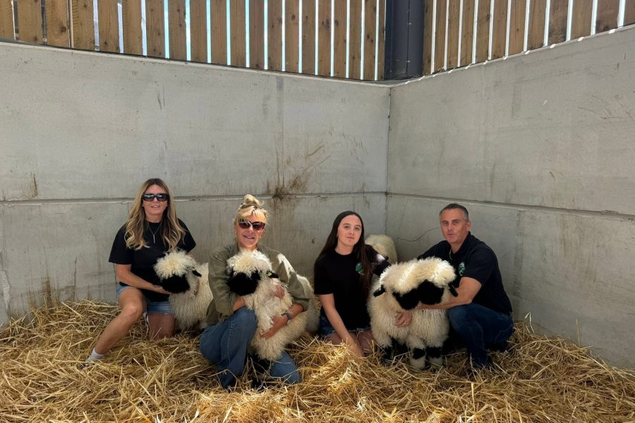 More pictures of our day at Diddly Squat Farm Shop selling Jeremy Clarkson & Lisa Hogan & Kaleb Cooper 5 of our Valais Ewe Lambs 😊👌